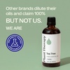 image:imagePlant Therapy Tea Tree Essential Oil 100 mL 33 oz Melaleuca alternifolia