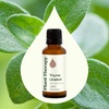 image:imagePlant Therapy Thyme Linalool Essential Oil 100 Pure Undiluted Therapeutic Grade 30 ml 1 oz