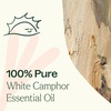 image:imagePlant Therapy White Camphor Essential Oil 30 mL 1 oz 100 Pure Undiluted Supports Respiratory Health