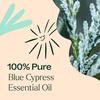 image:imagePlant Therapy Blue Cypress Essential Oil 10 mL 13 oz 100 Pure Undiluted Aromtherapy for Congestion Relief Clear Skin and Emotional Balance