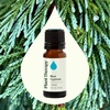 image:imagePlant Therapy Blue Cypress Essential Oil 10 mL 13 oz 100 Pure Undiluted Aromtherapy for Congestion Relief Clear Skin and Emotional Balance