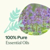 image:imagePlant Therapy Catnip Essential Oil 10 mL 13 oz 100 Pure Undiluted Natural Aromatherapy for Out Door Activities Respiratory Support and Digestive Relief