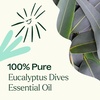 image:imagePlant Therapy Eucalyptus Dives Essential Oil 10 mL 13 oz 100 Pure Undiluted Stimulating Aromatherapy Oil for Diffusing Clearing amp Refreshing