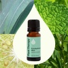 image:imagePlant Therapy Eucalyptus Mint Essential Oil Blend 10 mL 13 oz 100 Pure Undiluted Invigorating Breathe Easier Aromatherapy Blend for Diffusers Home Shower Aromatherapy