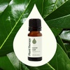 image:imagePlant Therapy Laurel Leaf Essential Oil 10 mL 13 oz