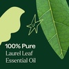 image:imagePlant Therapy Laurel Leaf Essential Oil 10 mL 13 oz