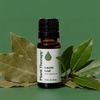 image:imagePlant Therapy Laurel Leaf Essential Oil 10 mL 13 oz