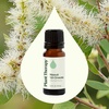 image:imagePlant Therapy Niaouli 18Cineole Essential Oil 10 mL 13 oz 100 Pure Undiluted Aromatherapy Soothing Essential Oils for Skin Irritation and Muscle Soreness
