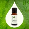 image:imagePlant Therapy Petitgrain Essential Oil 10 mL 13 oz 100 Pure Undiluted Aromatherapy for Stress Relief Digestive Support and Skin Care