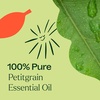 image:imagePlant Therapy Petitgrain Essential Oil 10 mL 13 oz 100 Pure Undiluted Aromatherapy for Stress Relief Digestive Support and Skin Care