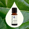 image:imagePlant Therapy Ravintsara Essential Oil 10 mL 13 oz 100 Pure Undiluted Stimulating Aromatherapy for Respiratory Support and Joint Ache Relief