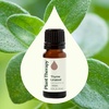 image:imagePlant Therapy Thyme Linalool Essential Oil 10 mL 13 oz 100 Pure Thyme Essential Oil Undiluted Immune Support