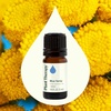 image:imagePlant Therapy Blue Tansy Essential Oil 5 mL 16 oz