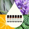 image:imagePlant Therapy Breathe Easy Essential Oil Set of 6 Bottles 10 mL 13 oz Each Lavender Eucalyptus Peppermint Lemongrass Orange Sweet Tea Tree 100 Pure Aromatherapy