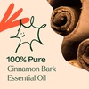 image:imagePlant Therapy Cinnamon Bark Essential Oil 30 mL 1 oz 100 Pure Cinnamon Oil Undiluted Aromatherapy for Diffusing and Sore Muscle Relief