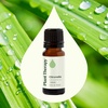 image:imagePlant Therapy Citronella Essential Oil 10 mL 13 oz Pure Undiluted