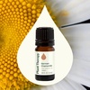 image:imagePlant Therapy German Chamomile Essential Oil 5 mL 16 oz 100 Pure Undiluted for Sensitive Skin Relaxation amp Aromatherapy