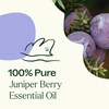 image:imagePlant Therapy Juniper Berry Essential Oil 100 Pure Undiluted Natural Aromatherapy Therapeutic Grade 30 mL 1 oz