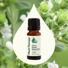 image:imagePlant Therapy Marjoram Sweet Organic Essential Oil 10 mL 13 oz 100 Pure Undiluted Essential Oil Great for Aromatherapy Diffusers