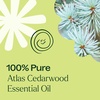 image:imagePlant Therapy Organic Atlas Cedarwood Essential Oil 30 mL 1 oz 100 Pure USDA Certified Organic Undiluted Soothing Aromatherapy for Scalp Health and Muscle Soreness