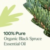image:imagePlant Therapy Organic Black Spruce 10 mL 13 oz Essential Oil 100 Pure Undiluted USDA Certified Organic Aromatherapy Fresh Scent Respiratory Support