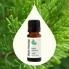 image:imagePlant Therapy Organic Cypress Essential Oil 10 mL 13 oz