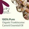 image:imagePlant Therapy Organic Frankincense Carterii Essential Oil 30 mL 1 oz 100 Pure USDA Certified Organic Undiluted Grounding Aromatherapy for Yoga and Meditation
