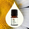 image:imagePlant Therapy Organic German Chamomile Essential Oil 25 mL 112 oz 100 Pure and Undiluted Aromatherapy to Promote a Tranquil Atmosphere
