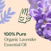 image:imagePlant Therapy Organic Lavender Essential Oil 10 mL 13 oz 100 Pure PreDiluted RollOn Soothing Aromatherapy for Deep Sleep and Relaxation