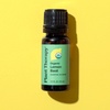 image:imagePlant Therapy Organic Lemon Basil Essential Oil Blend for Diffuser Manufactured in USA 10 mL 13 oz A MoodBoosting and Vibrant Scent Supports Focus Mental Clarity Great Shower Steam Foot Soaks
