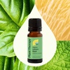 image:imagePlant Therapy Organic Lemon Basil Essential Oil Blend for Diffuser Manufactured in USA 10 mL 13 oz A MoodBoosting and Vibrant Scent Supports Focus Mental Clarity Great Shower Steam Foot Soaks