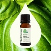 image:imagePlant Therapy USDA Certified Organic Basil Linalool Essential Oil 10 mL 13 oz 100 Pure Undiluted Aromatherapy for Muscle Soreness and Digestive Discomfort
