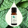 image:imagePlant Therapy USDA Certified Organic Spearmint Essential Oil 10 mL 13 oz 100 Pure Undiluted Digestive Health Fresh Scent